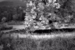 autumn countryside landscape / paisatge de camp a la tardor