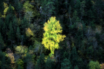 Green yellow tree