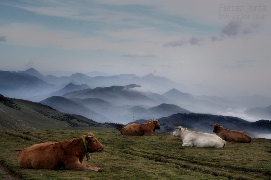 cow's rest / el descans de les vaques