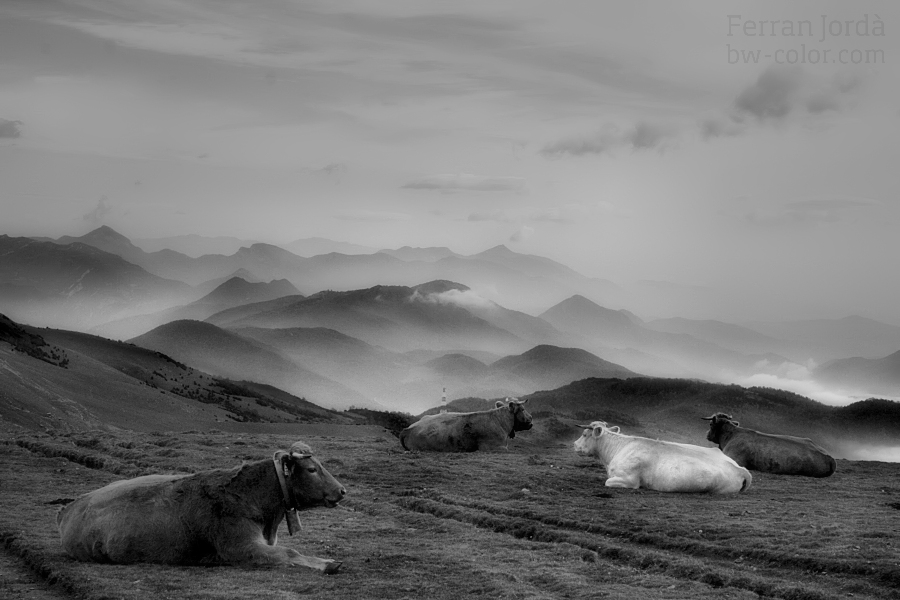 cow's rest / el descans de les vaques