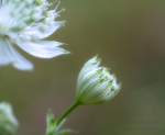 Astrantia / Astrància