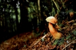the mushroom / el bolet