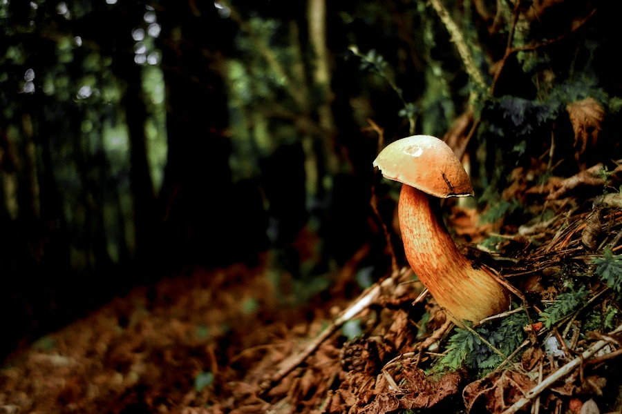 the mushroom / el bolet