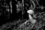 the mushroom / el bolet