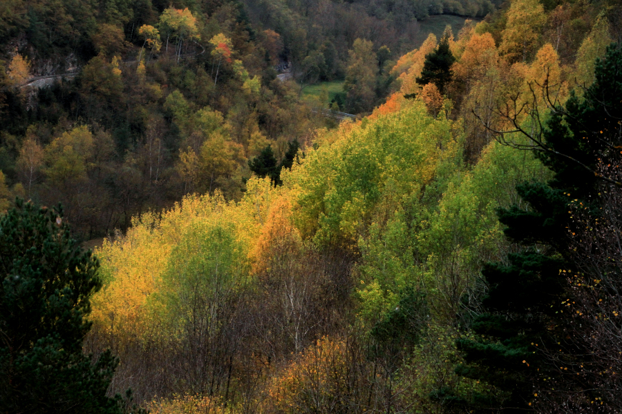 autumn paintings / pintures de tardor - IV