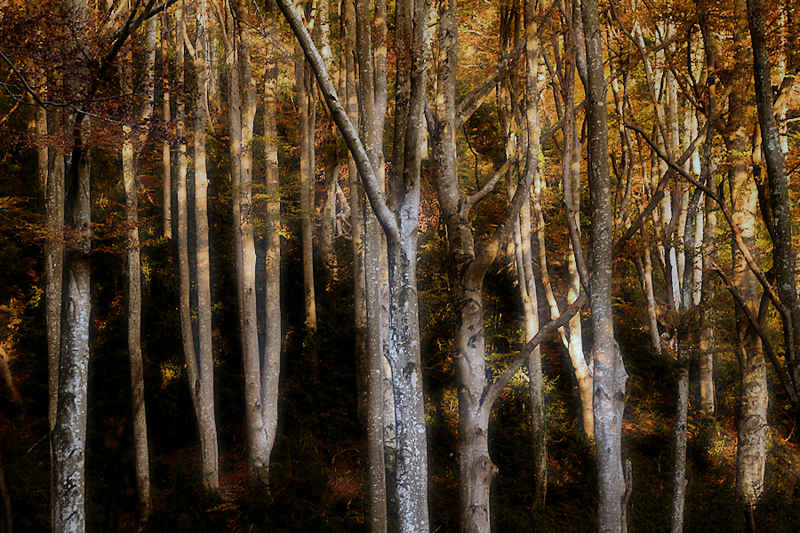 beech forest / la fageda