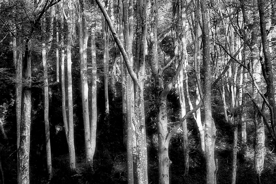 beech forest / la fageda