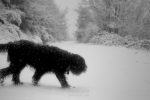 winter walk / passeig d'hivern