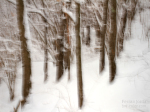 snowy forest / el bosc nevat