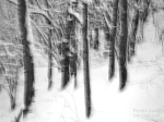 snowy forest / el bosc nevat