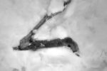Who killed Bambi?