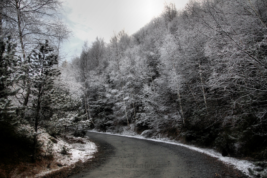 white trees / arbres blancs