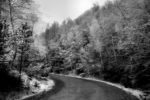 white trees / arbres blancs