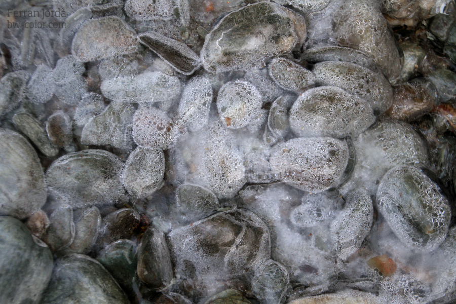 frozen stones of the river / les pedres congelades del riu