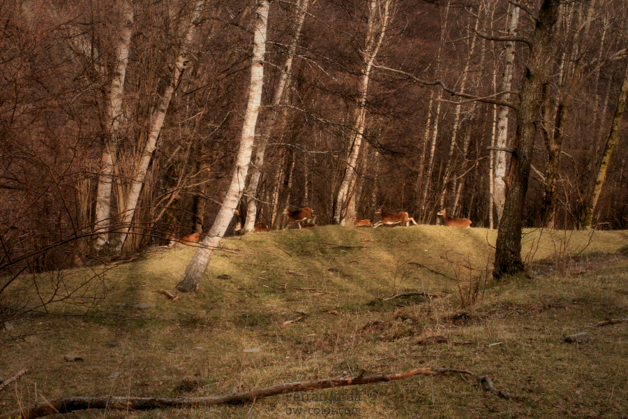 forest life / vida del bosc