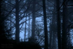 fog in the forest / la boira al bosc