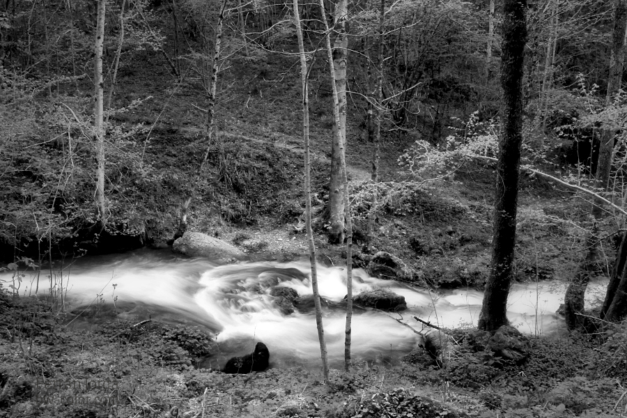 dog and river / el gos i el riu