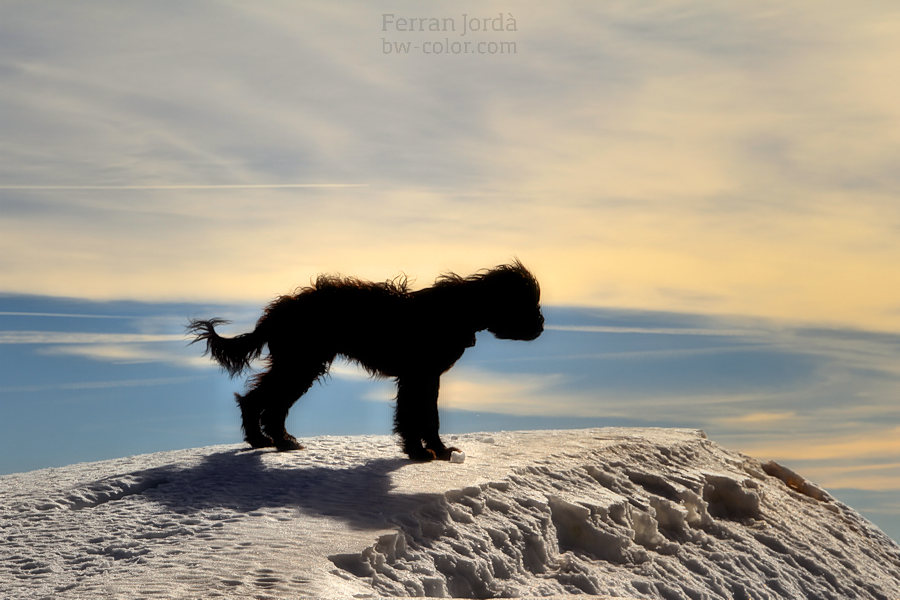 dog at the top / gos al cim