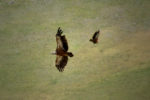 vulture's flight / el vol dels voltors