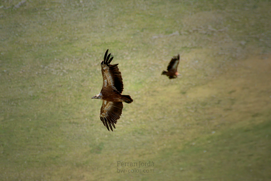 vulture's flight / el vol dels voltors
