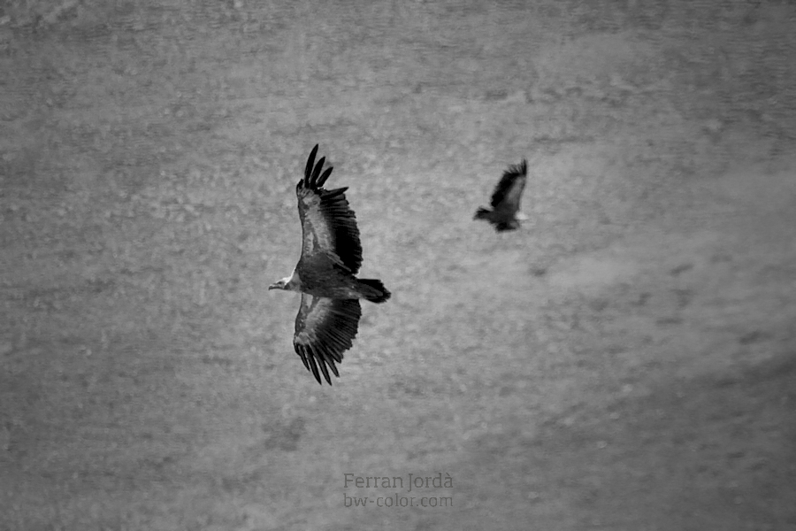vulture's flight / el vol dels voltors