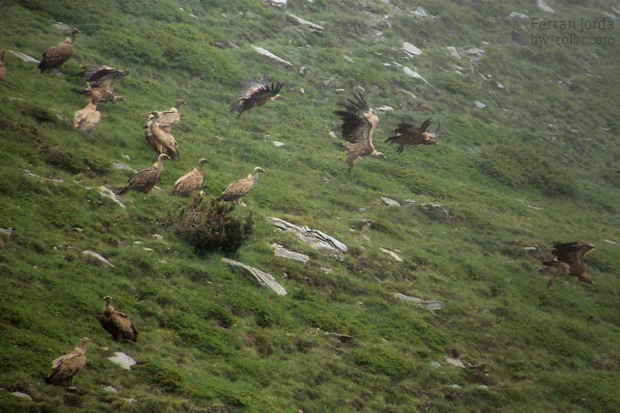 swallows' flight / el vol de les orenetes