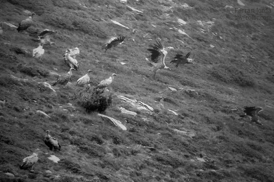 swallows' flight / el vol de les orenetes