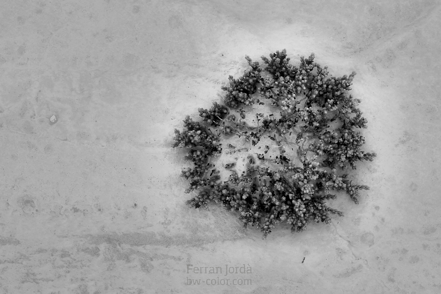 the desert's flora / la flora del desert