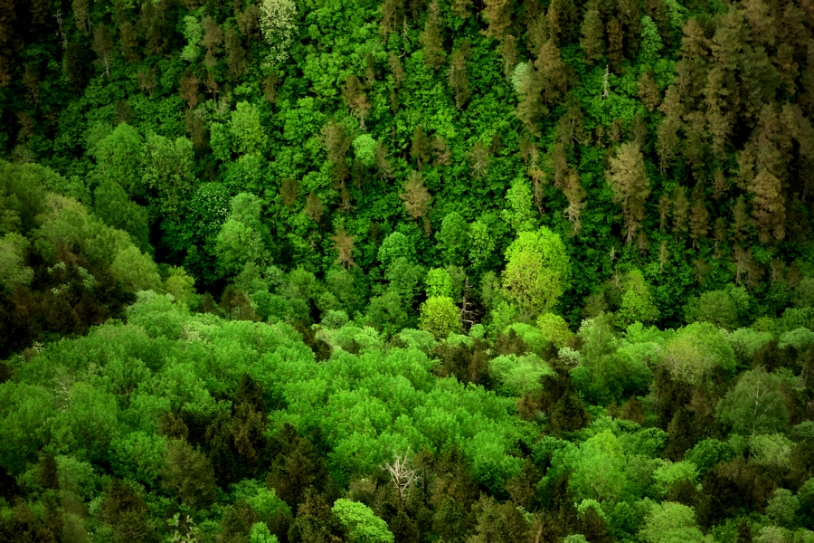 little green valley / la petita vall verda