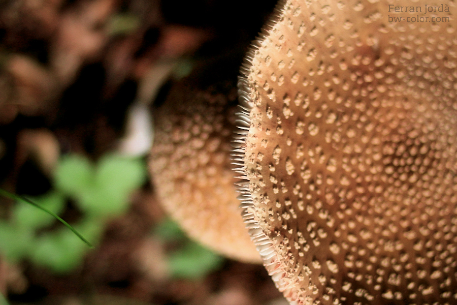 .secret life of mushrooms.