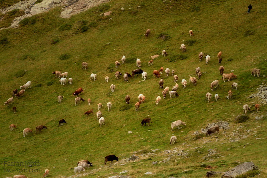 La baixada de les vaques