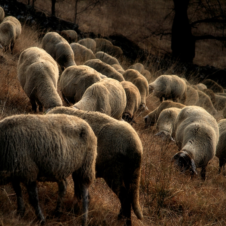 Els xais / Lambs