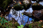 autumn waters / aigües de tardor