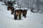 horses in winter / cavalls a l'hivern