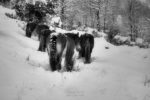 horses in winter / cavalls a l'hivern