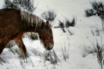 the mare in winter / l'euga a l'hivern