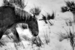 the mare in winter / l'euga a l'hivern