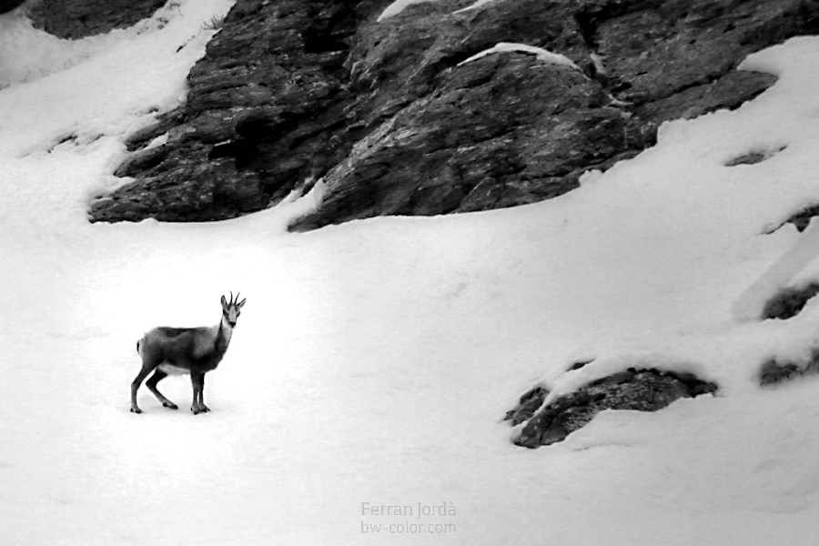 L'isard a l'hivern