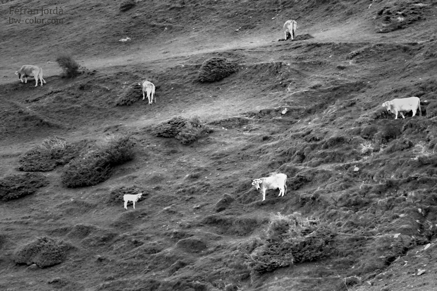 vertical pastures / les pastures verticals