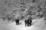 cows... and the snow / vaques... i la neu