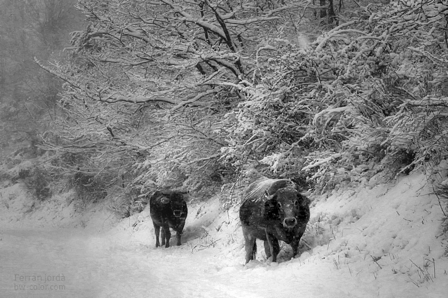 cows... and the snow / vaques... i la neu