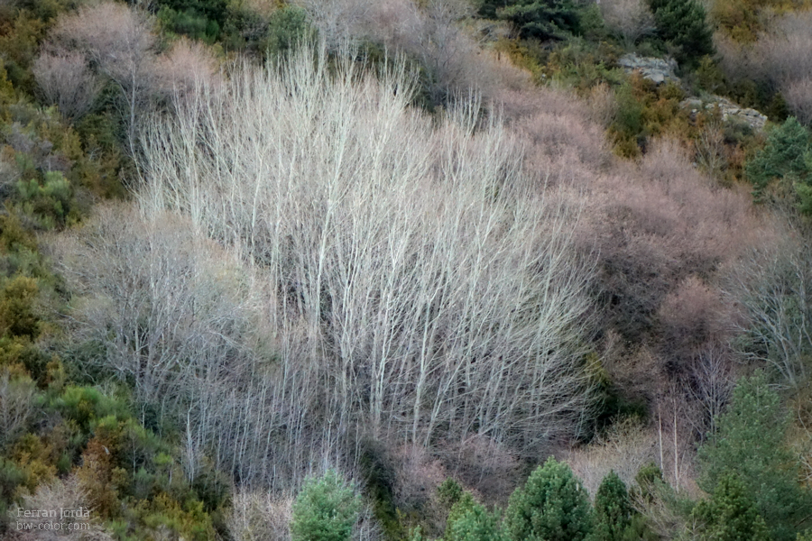 Un bosquet com un pinzell