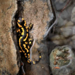 Amphibia: Fire salamander