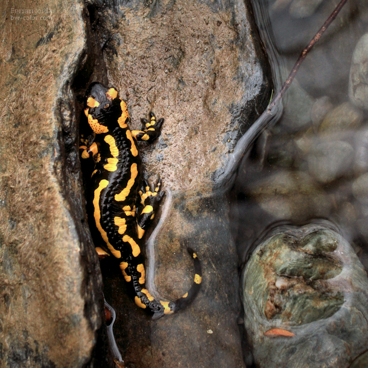 Amphibia: Fire salamander