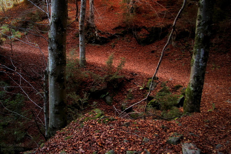 road between beech / camí entre faigs