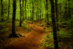 La Fageda d'en Jordà