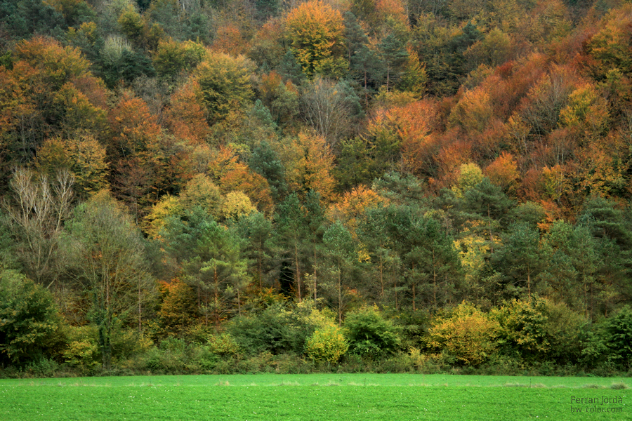 the autumn / la tardor