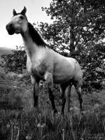 the horse / el cavall