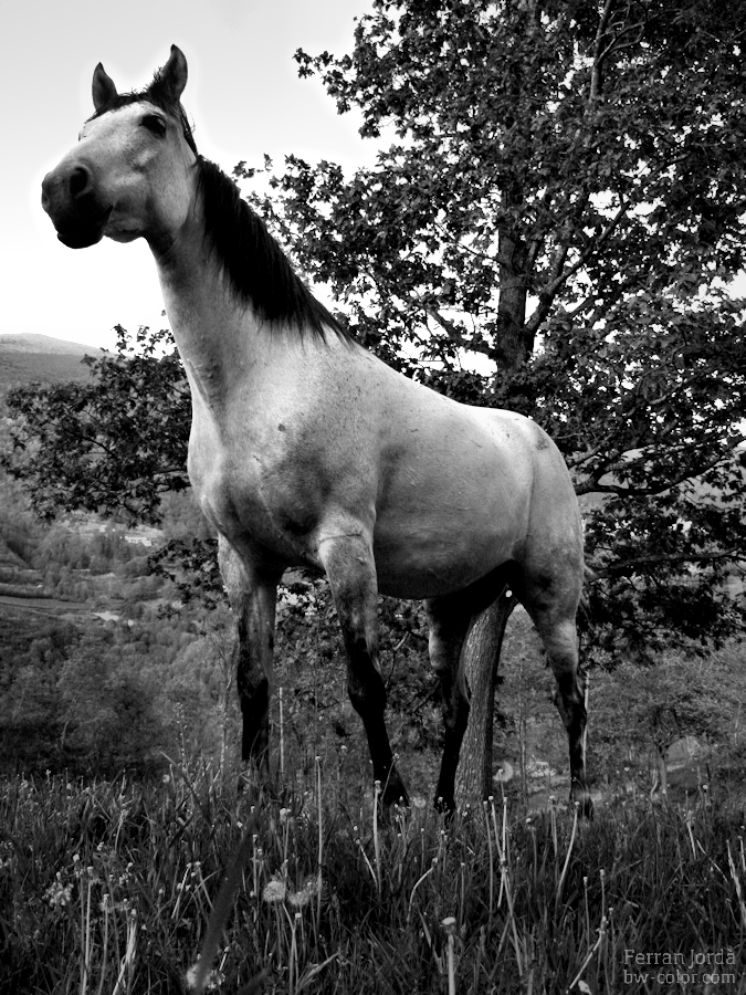 the horse / el cavall