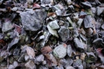 black frozen stones and some leaves